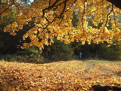 Leaves in Hampstead Heath